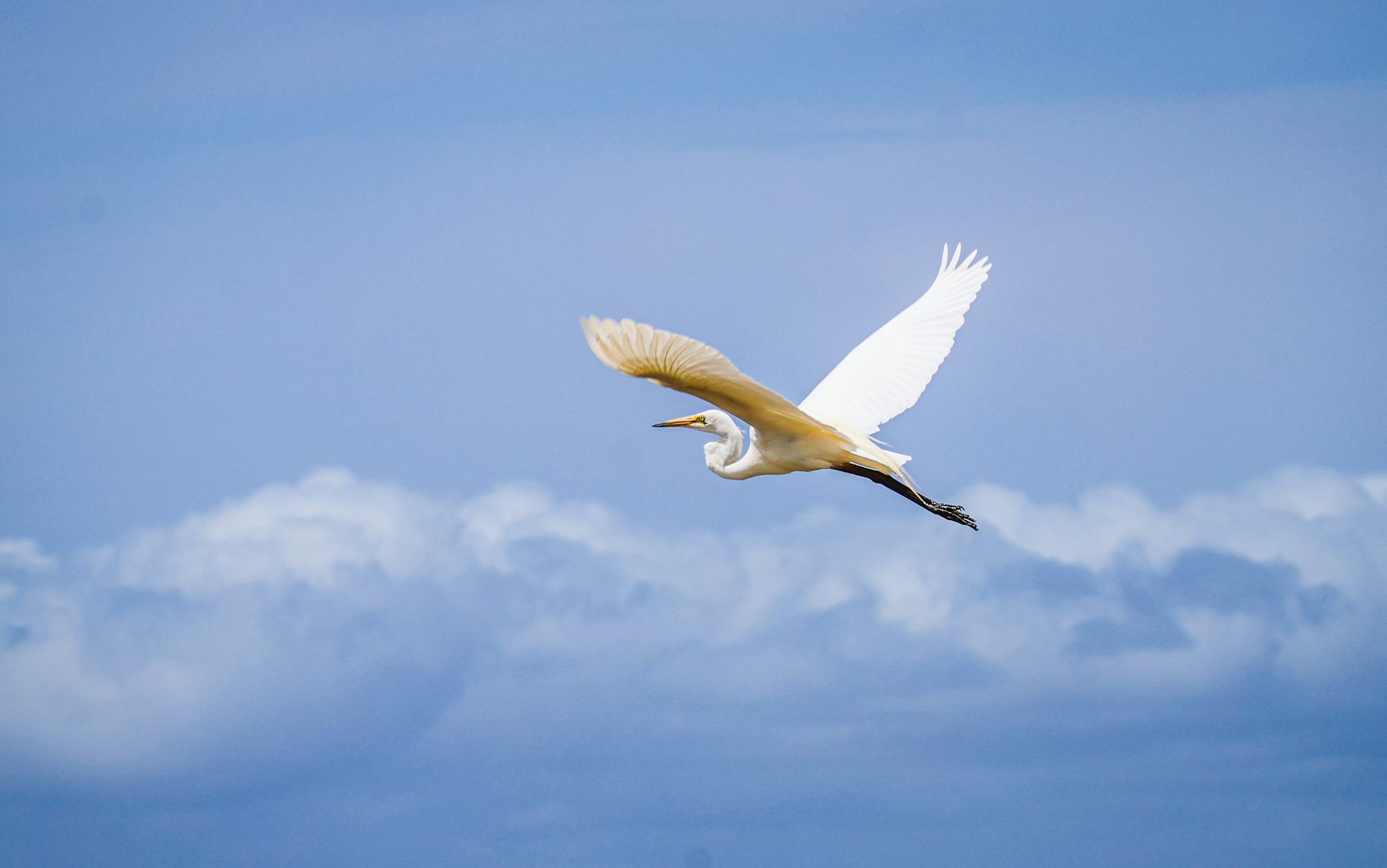 An egret in flight, its white wings spread wide against a backdrop of blue sky and clouds.